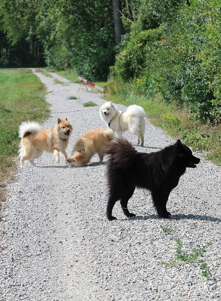 IMG_8423.jpg - Bunte Eurasiertruppe: Okaleni, Phoebe und Gwen im Hintergrund, Finn vorne