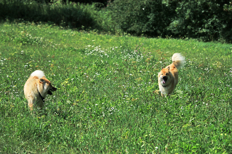 IMG_8440.jpg - Phoebe und Okelani rennen trotz der Hitze