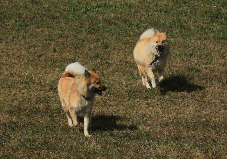 IMG_8450.jpg - Okelani und Phoebe haben noch nicht genug...