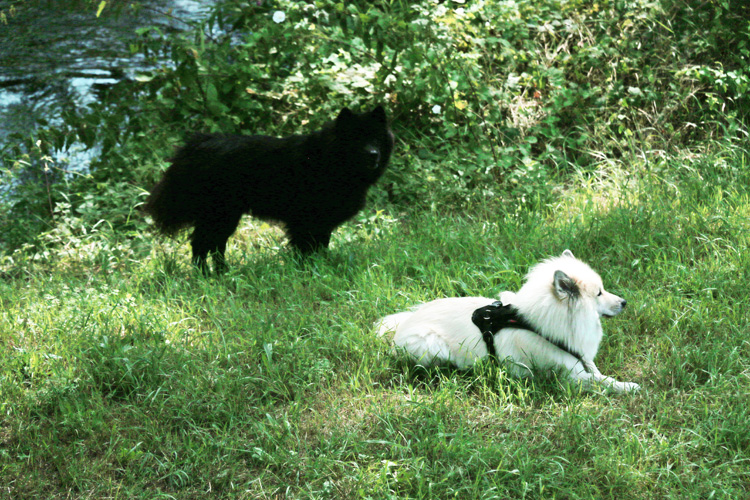 IMG_8480.jpg - Finn (hinten) und Gwen erholen sich im Schatten