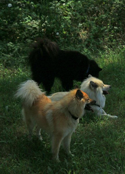 IMG_8496.jpg - Eurasier-Farbenvielfalt