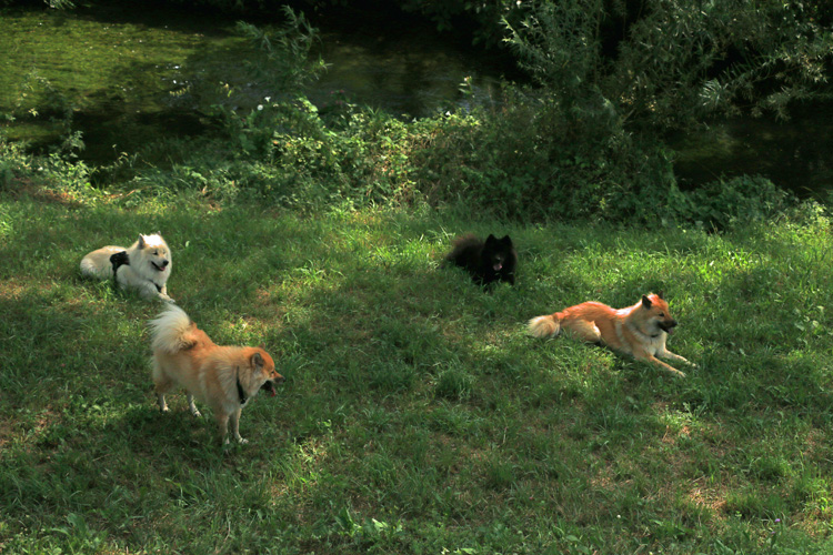 IMG_8512.jpg - Das Quartett macht Pause im Schatten - nur die beiden Frauchen stehen oben an der Sonne...