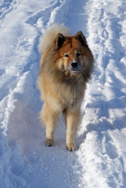 15_legro_front.jpg - Legro im Schneepfad