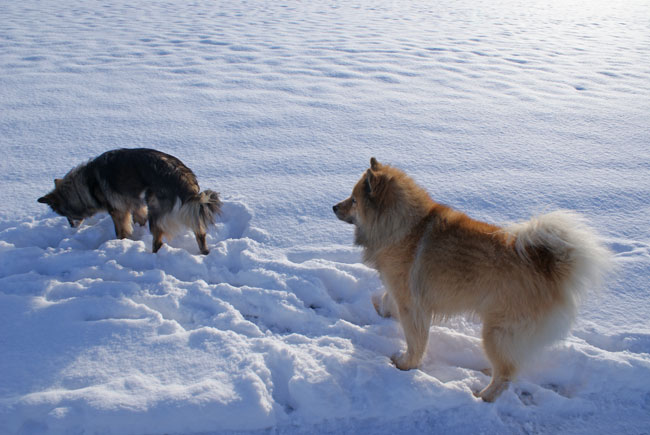 16_legro_abstand.jpg - Legro mit gebührendem Abstand hinter seiner Mama, Chila vom Wolfböhl