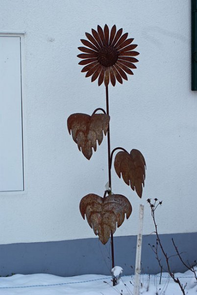 23_immerbluehend.jpg - Nie verblühende Sonnenblume