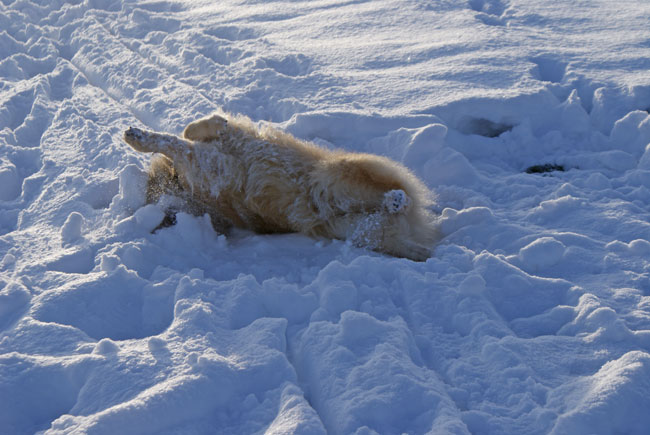 33_legro_waelzen.jpg - Legro kriegt einfach nicht genug vom Schnee