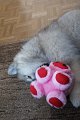 3_gwen_schweinchen