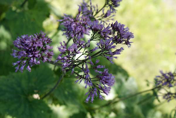 alpendost_pflanze.jpg - Bergblume