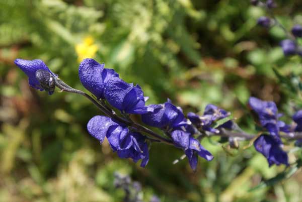 bergblume.jpg - Farbige Blumenwelt