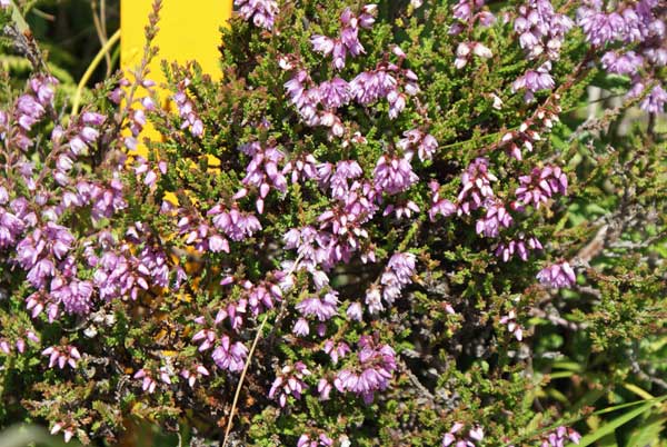 besenheide.jpg - Viele Pflanzen haben unter der Nässe und Kälte gelitten, aber einige blühen doch noch
