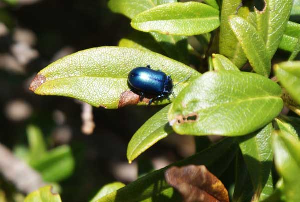 blauer_kaefer.jpg - Farbintensiver Bergbewohner