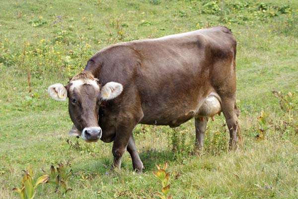 kuh.jpg - Die Kühe sind frei unterwegs