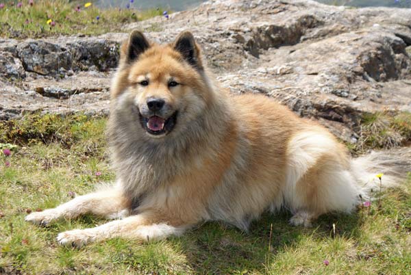 legro_seitlich_4.jpg - Und Frauchen will noch mehr Fotos...