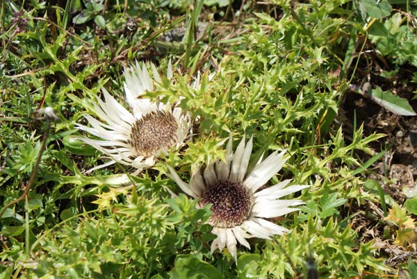 silberdistel.jpg - Silberdistel