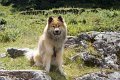 legro_pose_1