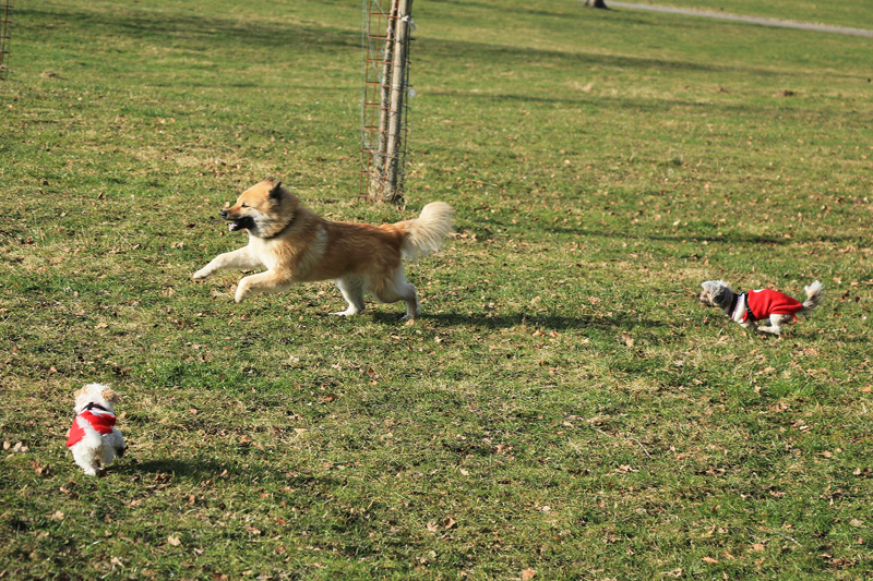 IMG_2232.jpg - In Action: Bimbeli (links), Okelani und Jaimely (rechts)