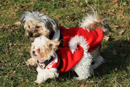 IMG_2297.jpg - Maltipoo-Duo: Bimbeli und Jaimely