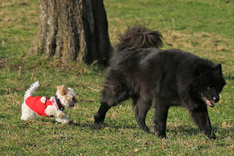 IMG_2313.jpg - Bimbeli gibt nicht auf - aber Onkel Finn hat heute keinen Bock auf spielen...