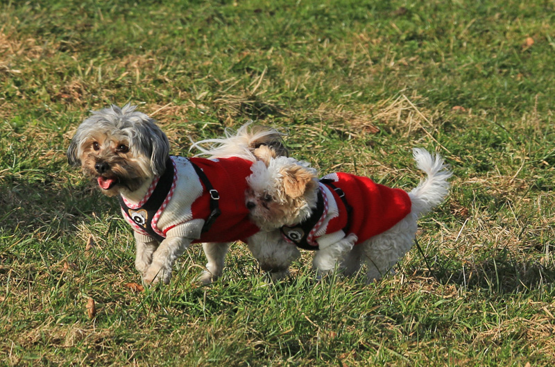 IMG_2341.jpg - Maltipoo-Dreamteam