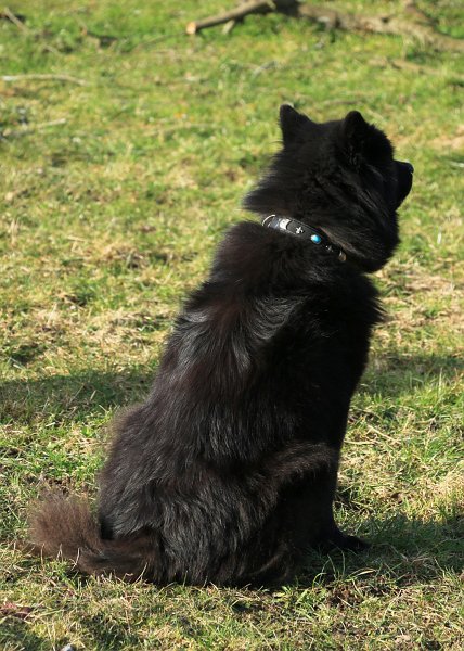 IMG_2357.jpg - Finn präsentiert stolz sein neues Lederhalsband