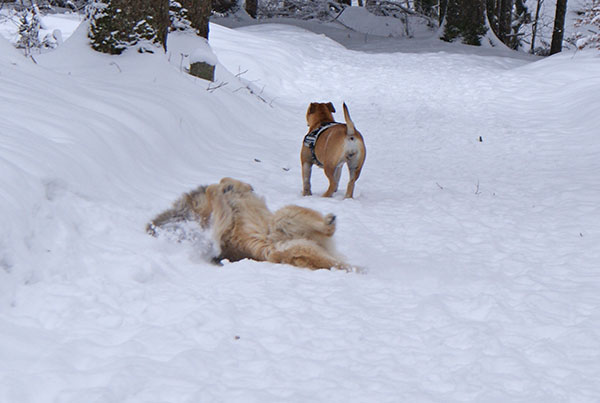 DSC01105.jpg - Genüssliches Wälzen im Schnee