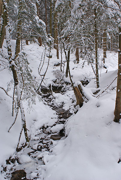 DSC01107.jpg - Winterwald