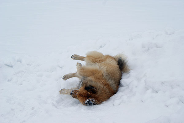 DSC01120.jpg - ...um sich dann auch gleich wieder in den Schnee zu schmeissen.