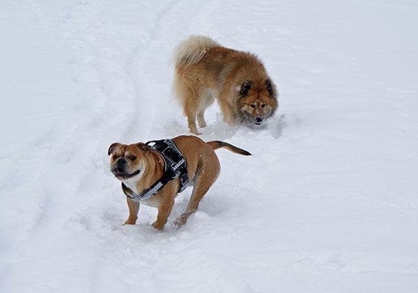 DSC01122.jpg - Die beiden haben viel Spass im Schnee