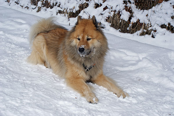 DSC01136.jpg - Kleiner Schneekönig