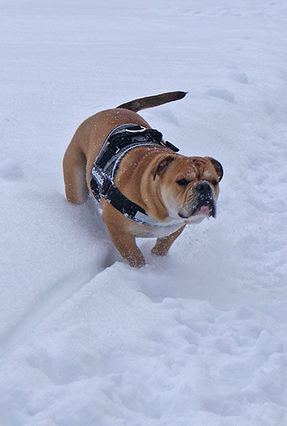 DSC01138.jpg - Ganz schön anstrengend im tiefen Schnee