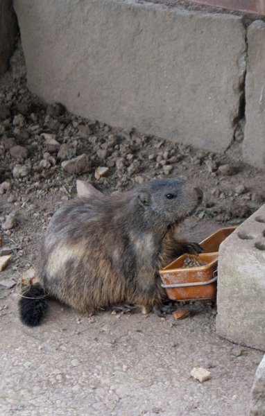 2_murmeli.jpg - Oben angekommen, besuchten wir den Murmeli-Park. Hier ein Murmeltier beim Frühstück.