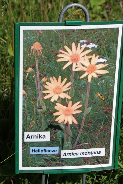 30_arnika.jpg - Bekannte Heilpflanze: Arnika