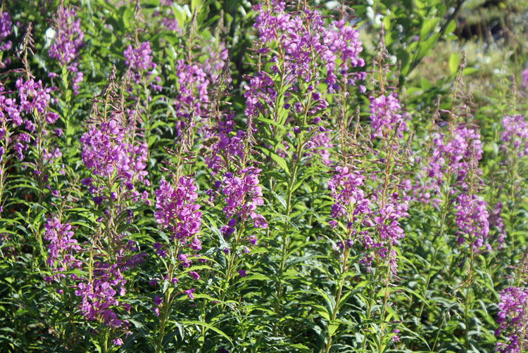 39_blumen.jpg - Farbtupfer