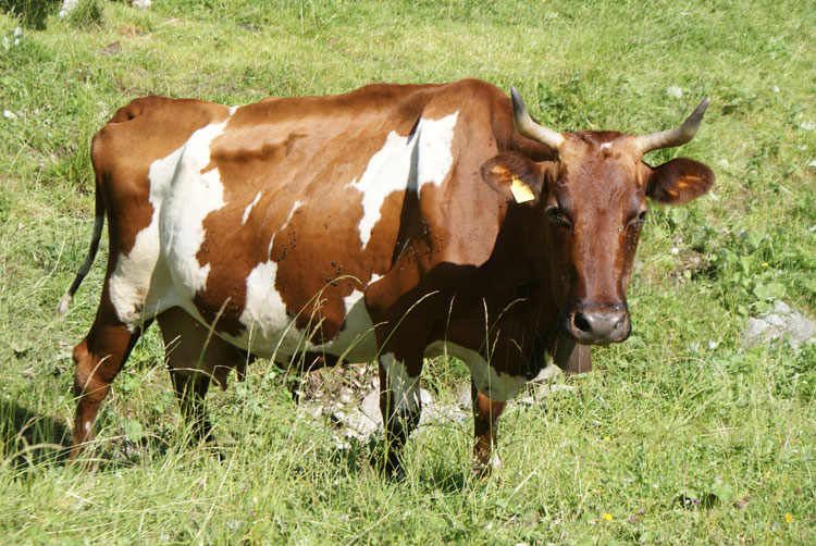 45_rind.jpg - Imposantes Rindvieh