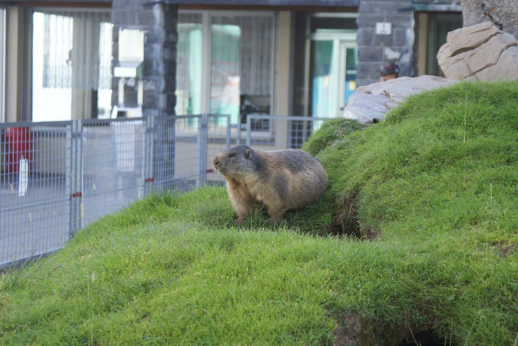 5_murmeli.jpg - Putzige Tierchen...