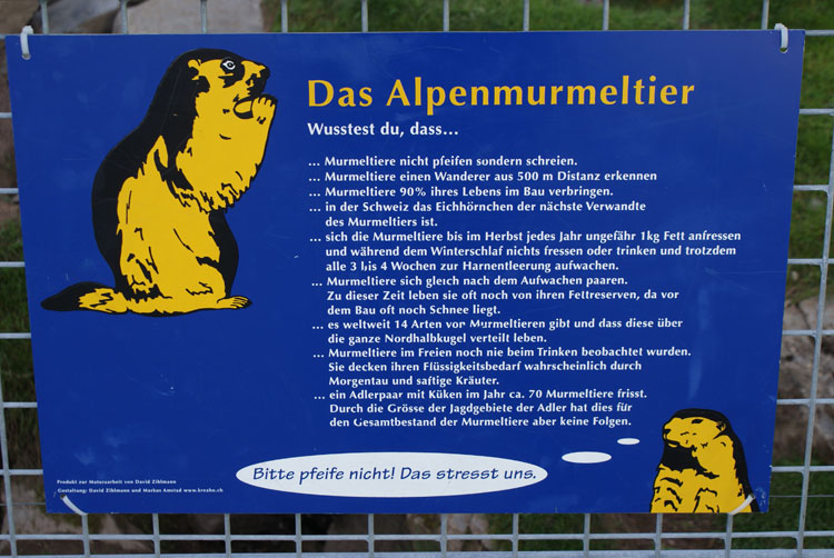 9_texttafel.jpg - Wissenwertes über Murmeltiere