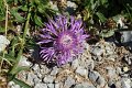 46_distel