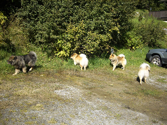 Hundefamilie.jpg - Schnüffelstop