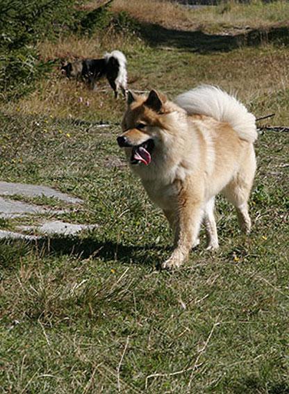 Lasca.jpg - Lasca