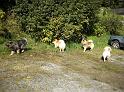 Hundefamilie