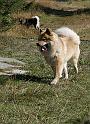 Lasca