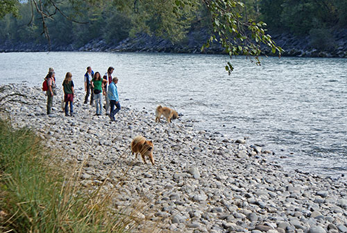 am_rhein.jpg - Rennen direkt am Rhein