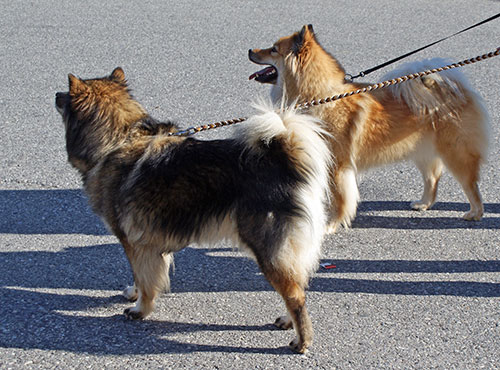 chila_lasca.jpg - Mama Chila und Tocher Lasca