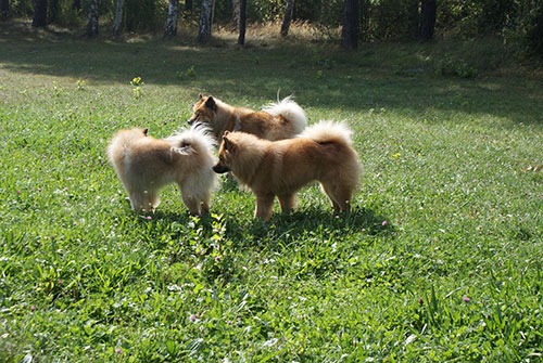 geschwistertrio.jpg - Geschwister-Trio