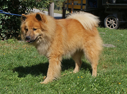 lomex.jpg - Lomex