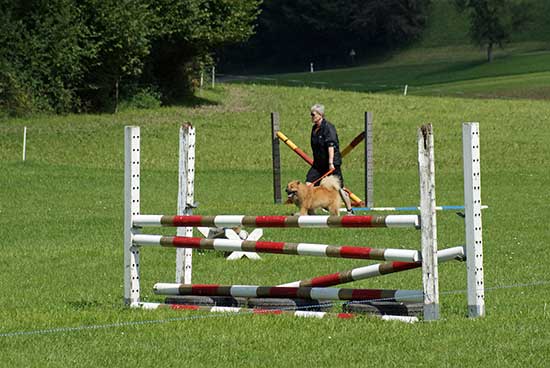 agility_2.jpg - Ah, Manu und Lomex beim XXL-Agility