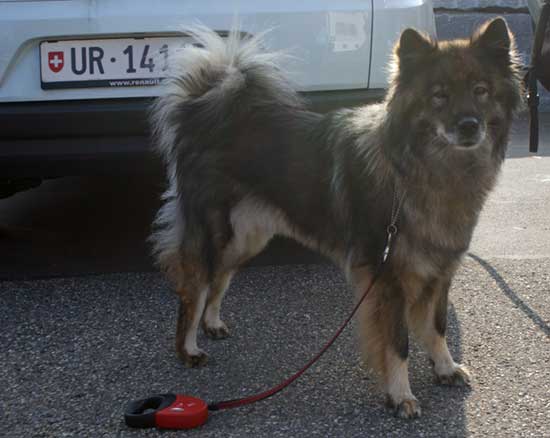 chila.jpg - Mama: Chila vom Wolfböhl