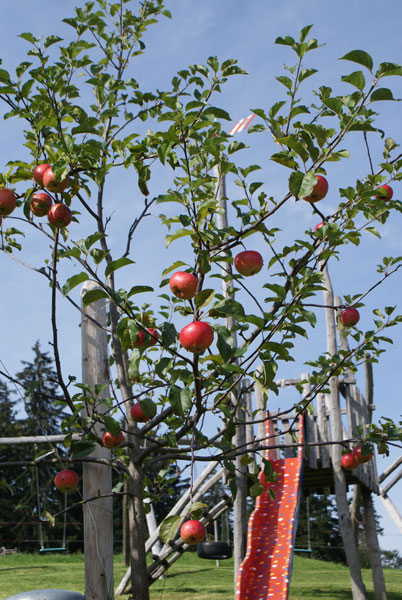 24_aepfel.jpg - Frische, knackige Aepfel