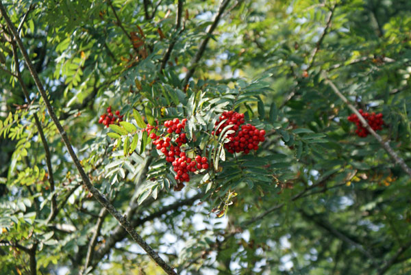 42_farbklecks.jpg - Farbklecks in der Natur