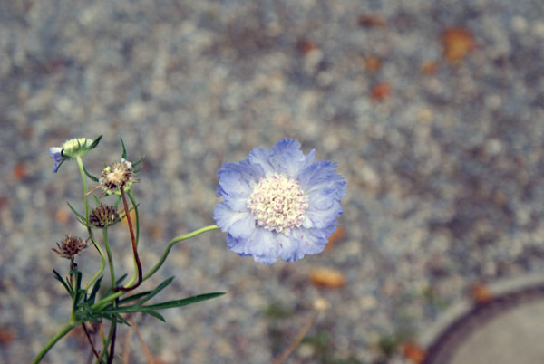 56_blume.jpg - Zarte Farben